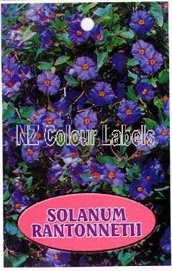 SOLANUM rantonnetii - Blue - Click Image to Close