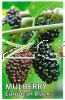 MORUS European Black (Mulberry)