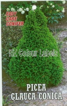 PICEA glauca Albertiana Conica - Click Image to Close