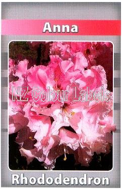 RHODODENDRON Anna - Click Image to Close