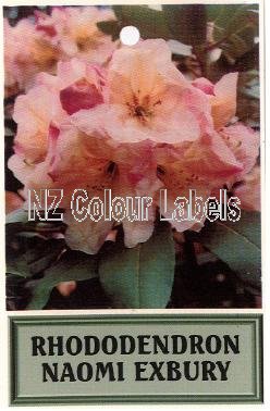 RHODODENDRON Naomi Exbury - Click Image to Close