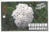 VIBURNUM x Burkwoodii