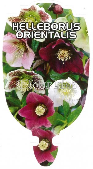 HELLEBORUS ORIENTALIS - Click Image to Close