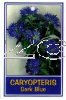 CARYOPTERIS Dark Blue