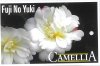 CAMELLIA Fuji No Yuki