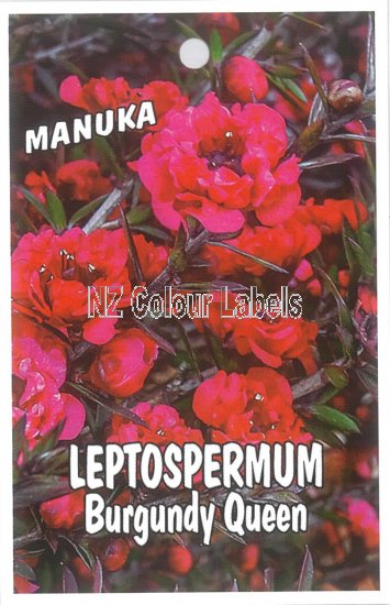 LEPTOSPERMUM Burgundy Queen - Click Image to Close