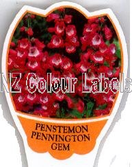 PENSTEMON Pennington Gem - Click Image to Close