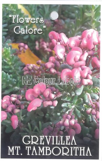 GREVILLEA Lanigera Mt Tamboritha - Click Image to Close