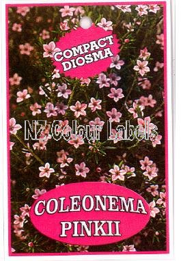 COLEONEMA Pinki - Click Image to Close