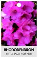 RHODODENDRON LITTLE JACK HORNER RHODODENDRON LITTLE JACK HORNER