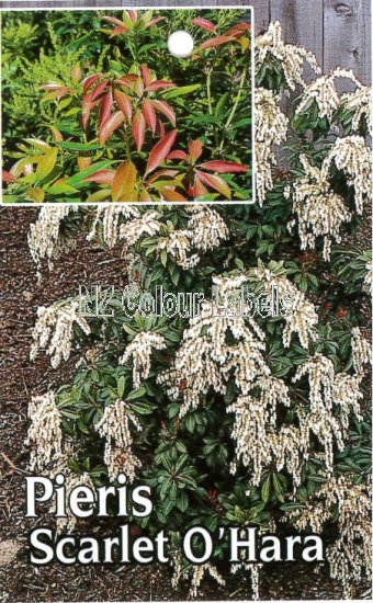 PIERIS Scarlet O'Hara - Click Image to Close