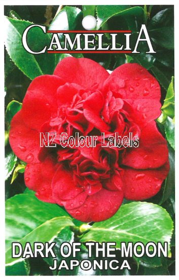 CAMELLIA Dark Of The Moon - Click Image to Close