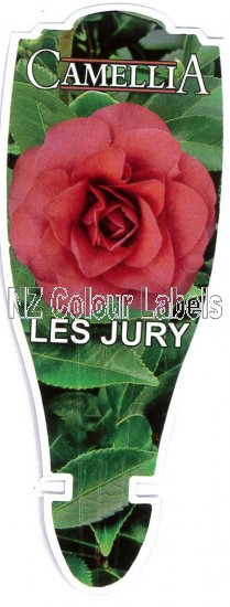 CAMELLIA Les Jury - Click Image to Close