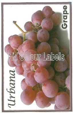 GRAPE Urbana - Click Image to Close