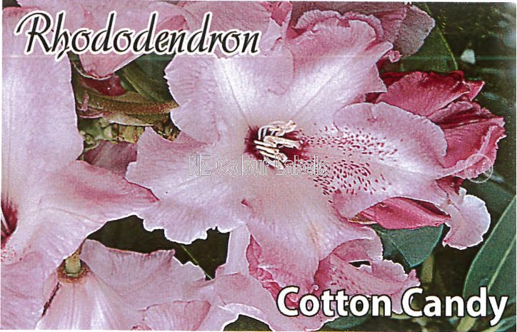 RHODODENDRON Cotton Candy - Click Image to Close