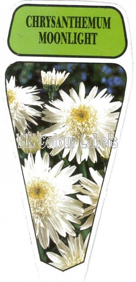 CHRYSANTHEMUM Moonlight - Click Image to Close