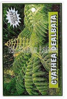 CYATHEA dealbata [Silver Fern] - Click Image to Close