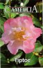 CAMELLIA Tip Toe Hybrid