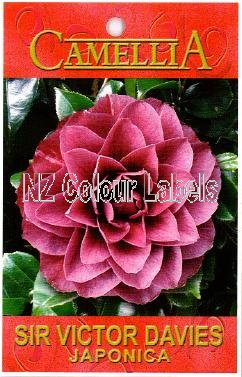 CAMELLIA Sir Victor Davies - Click Image to Close