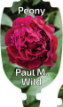 PAEONIA PAUL M . WILD