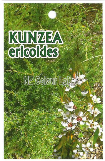 KUNZEA ericoides - Click Image to Close