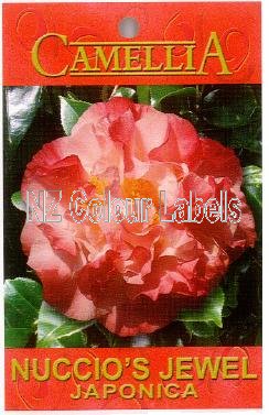 CAMELLIA Nuccios Jewel Japonica - Click Image to Close