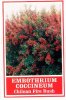 EMTHOTHRIUM coccineum