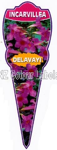 INCARVILLEA dlavayi - Click Image to Close