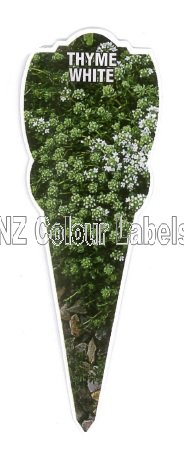 Thyme White - Thymus Serpyllum Albus - Click Image to Close