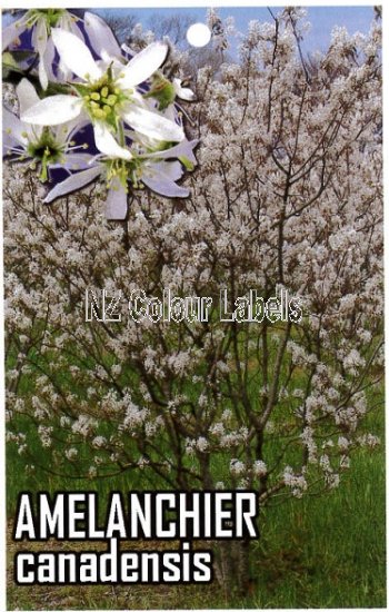 AMELANCHIER canadensis (Shad bush) - Click Image to Close