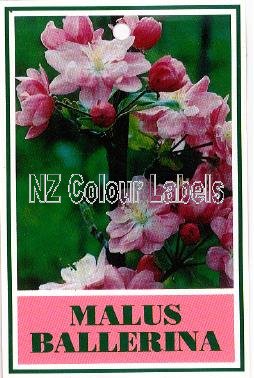 MALUS Ballerina - Click Image to Close