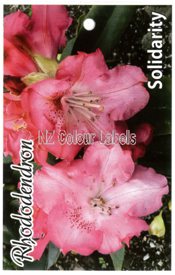 RHODODENDRON Solidarity - Click Image to Close