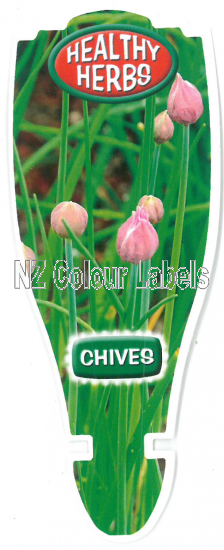 CHIVES - Allium schoenoprasum - Click Image to Close