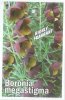 BORONIA megastigma Brown