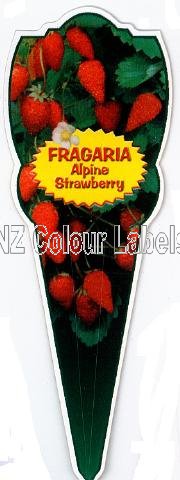 FRAGARIA vesca [Alpine Strawberry] - Click Image to Close