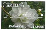 CAMELLIA Paradise Little Liane