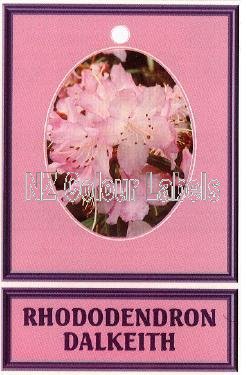 RHODODENDRON Dalkeith - Click Image to Close