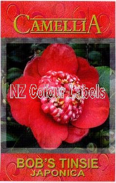 CAMELLIA Bob's Tinsie - Click Image to Close