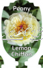 PAEONIA LEMON CHIFFON