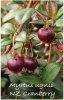 MYRTUS Ugnii [NZ Cranberry]