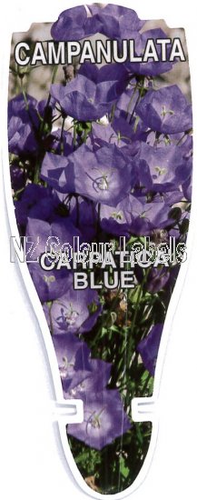 CAMPANULATA carpatica 'Blue' - Click Image to Close