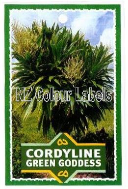 CORDYLINE Green Goddess - Click Image to Close