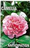 CAMELLIA Anticipation Hybrid