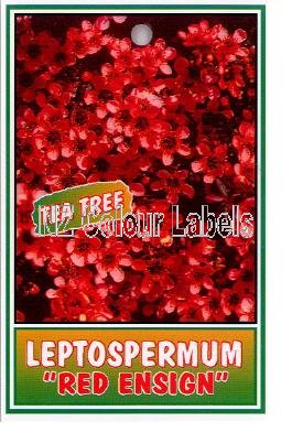 LEPTOSPERMUM Red Ensign - Click Image to Close