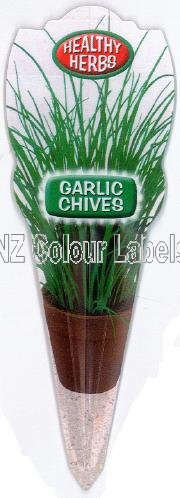 Chives Garlic - Allium Tuberosum - Click Image to Close