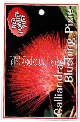 CALLIANDRA Blushing Pixie - Click Image to Close