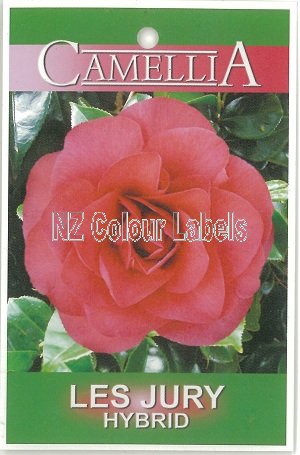 CAMELLIA Les Jury Hybrid - Click Image to Close