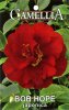 CAMELLIA Bob Hope Japonica