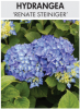 HYDRANGEA Renate Steiniger