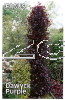 FAGUS Dawyck Purple